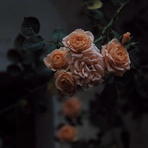 高清无码一级黄色片国产
